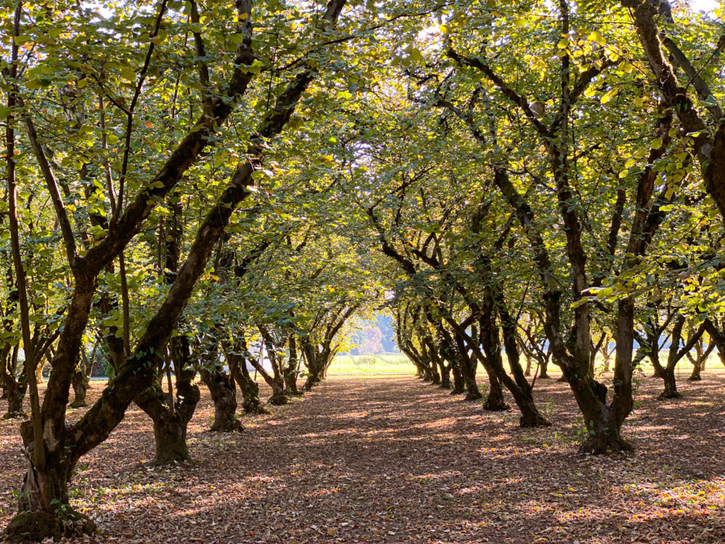 Raina Wickstrom Hazelnut Farmer Steenson Family Farm – Culinary Treasure Show Season 1 Episode 1 by Steven Shomler