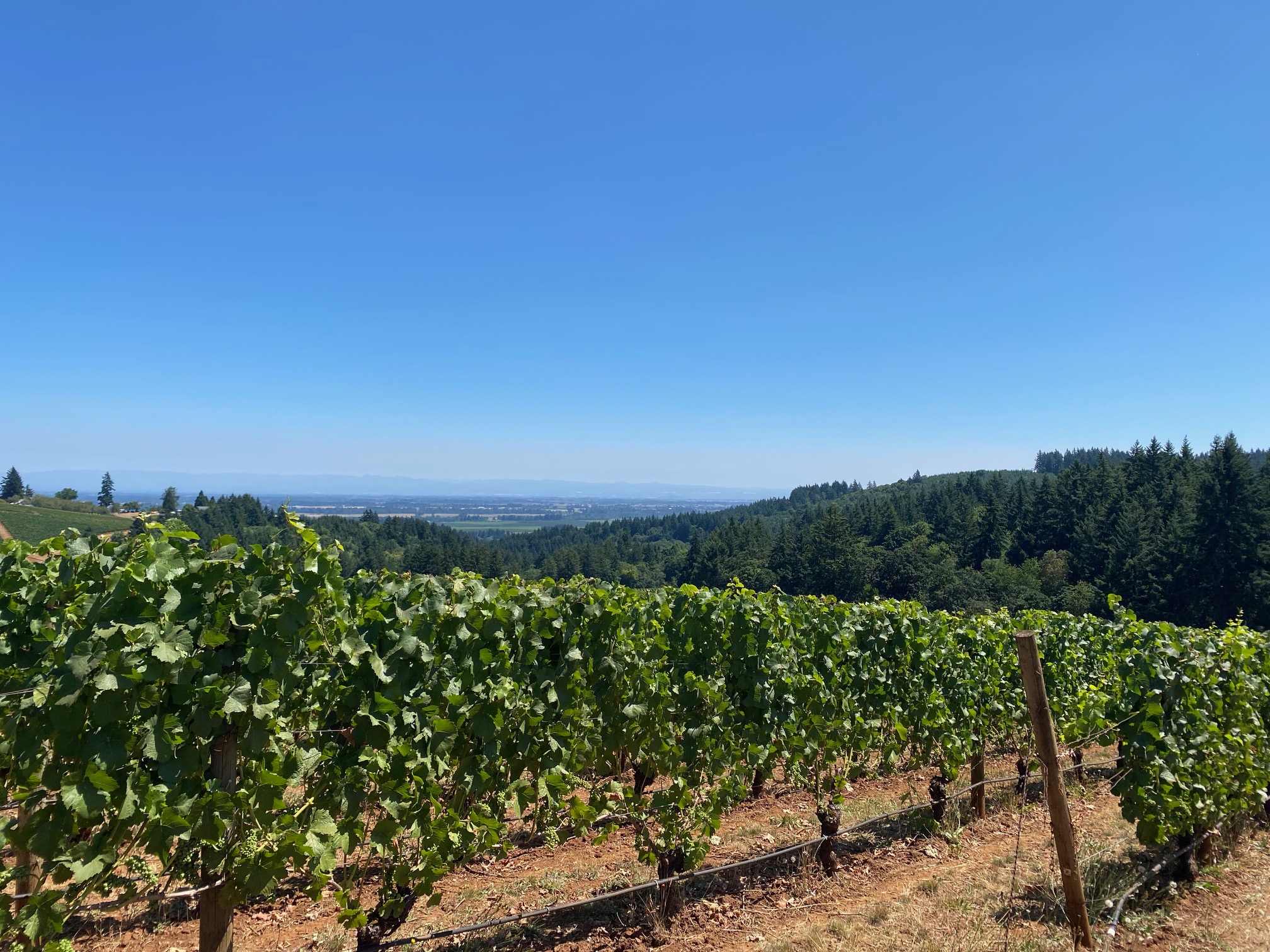 Go Take a Private Vineyard Hike in Oregon Wine Country - Knudsen Vineyards Dundee, Oregon Noteworthy Wine Journal 