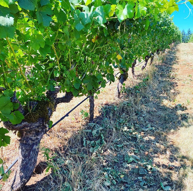 Go Take a Private Vineyard Hike in Oregon Wine Country - Knudsen Vineyards Dundee, Oregon Noteworthy Wine Journal 