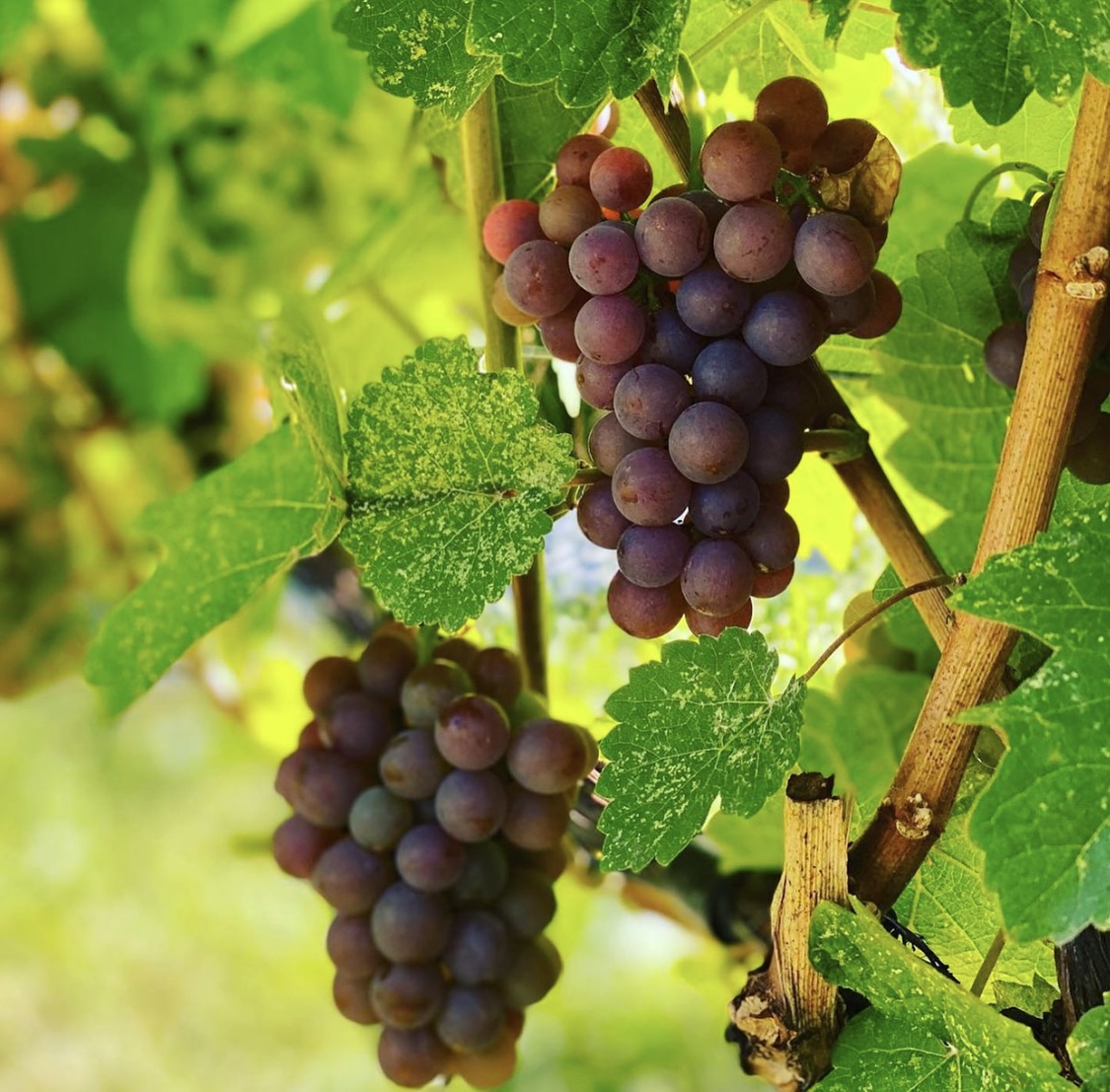 5 Noteworthy Lake Chelan Wineries by Tamara Belgard Noteworthy Wine Journal 