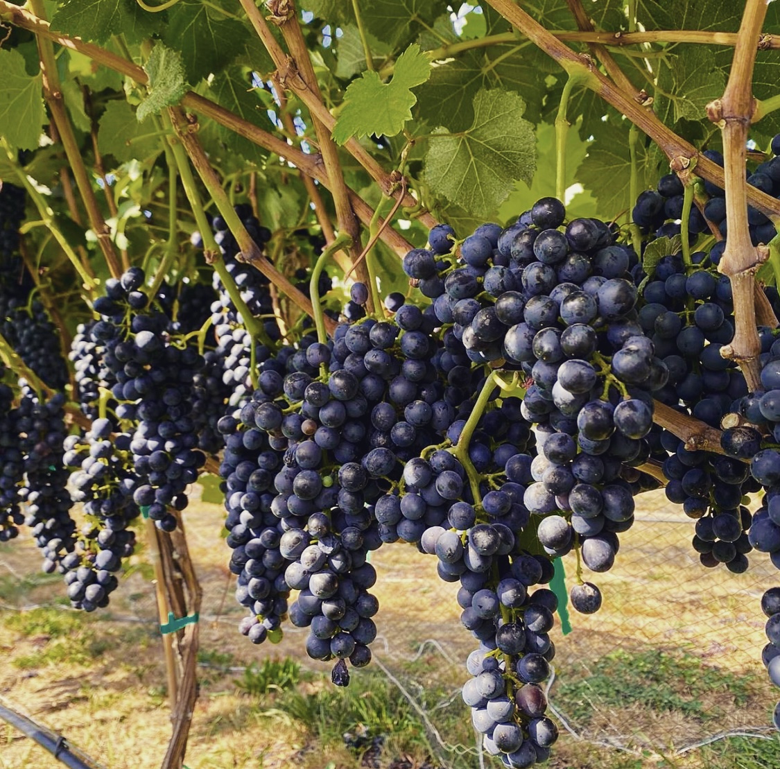 Lake Chelan Wine – Because it’s Naturally Intoxicating by Tamara Belgard Noteworthy Wine Journal