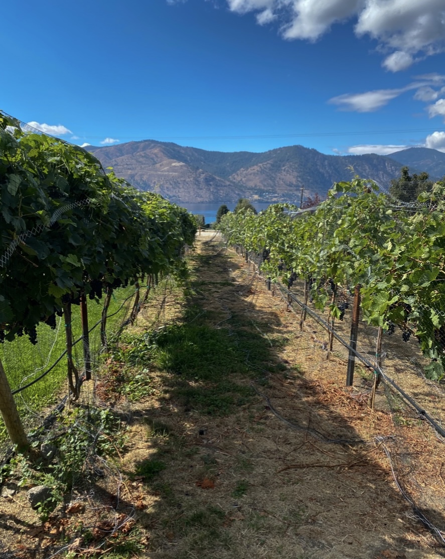 Lake Chelan Wine – Because it’s Naturally Intoxicating by Tamara Belgard Noteworthy Wine Journal 
